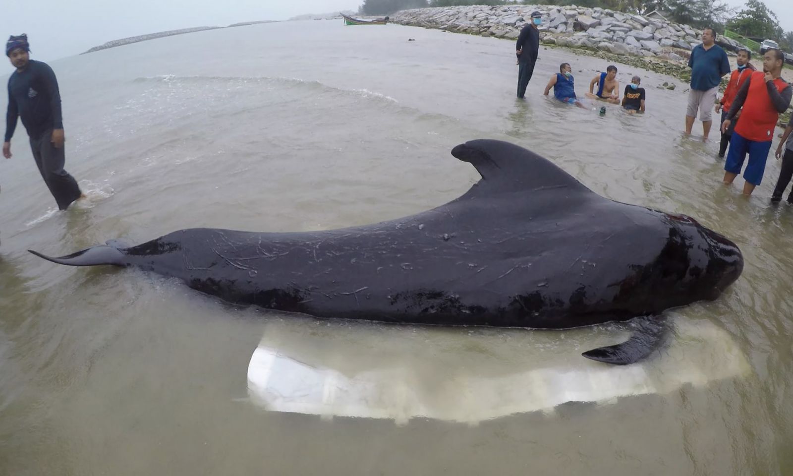 泰鯨魚吞逾80個膠袋慘死