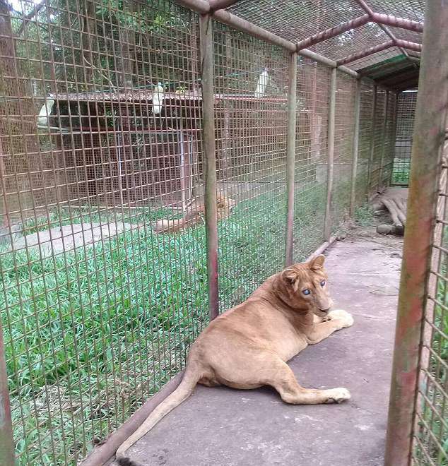 菲動物園被轟虐待動物