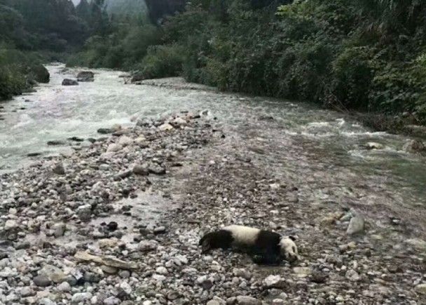 心痛！川半歲熊貓遇暴雨溺亡