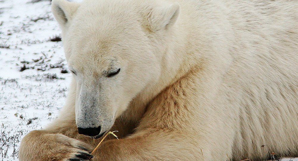 18年來首次 加國男遭北極熊襲擊身亡