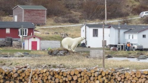 18年來首次 加國男遭北極熊襲擊身亡