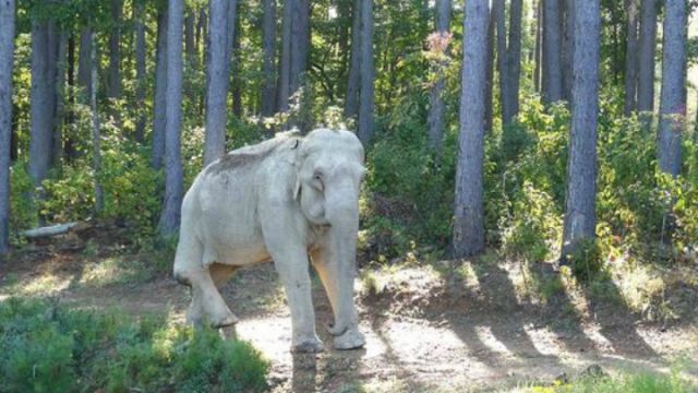 ​北美第三老大象70大壽