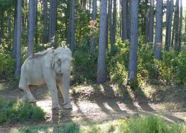 ​北美第三老大象70大壽