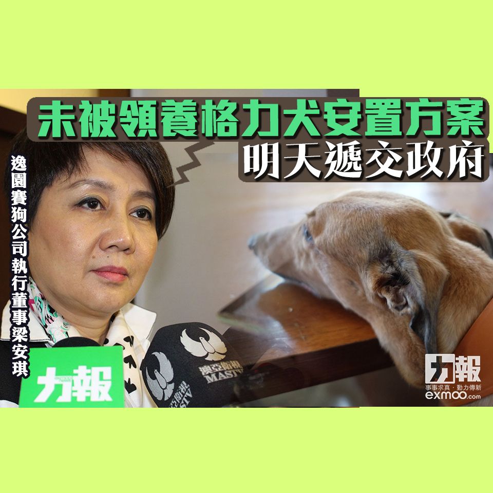 梁安琪：未被領養格力犬安置方案明天遞交政府