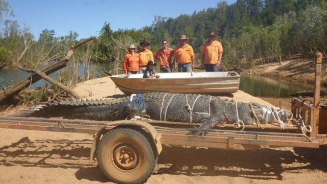 【十年追捕】澳洲600公斤巨鱷終「落網」