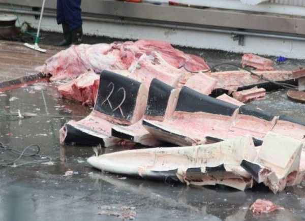 冰島疑非法捕殺藍鯨出口日本