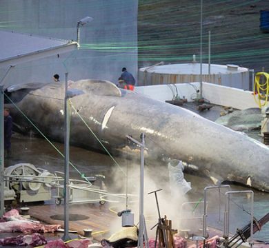 冰島疑非法捕殺藍鯨出口日本