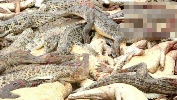 村民為報復殺近300條鱷魚