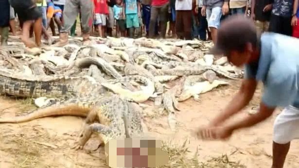 村民為報復殺近300條鱷魚
