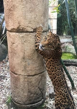 ​美動物園美洲豹逃脫咬死八隻動物
