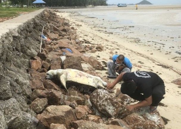 ​蘇梅島再死綠海龜 兩個月第九隻