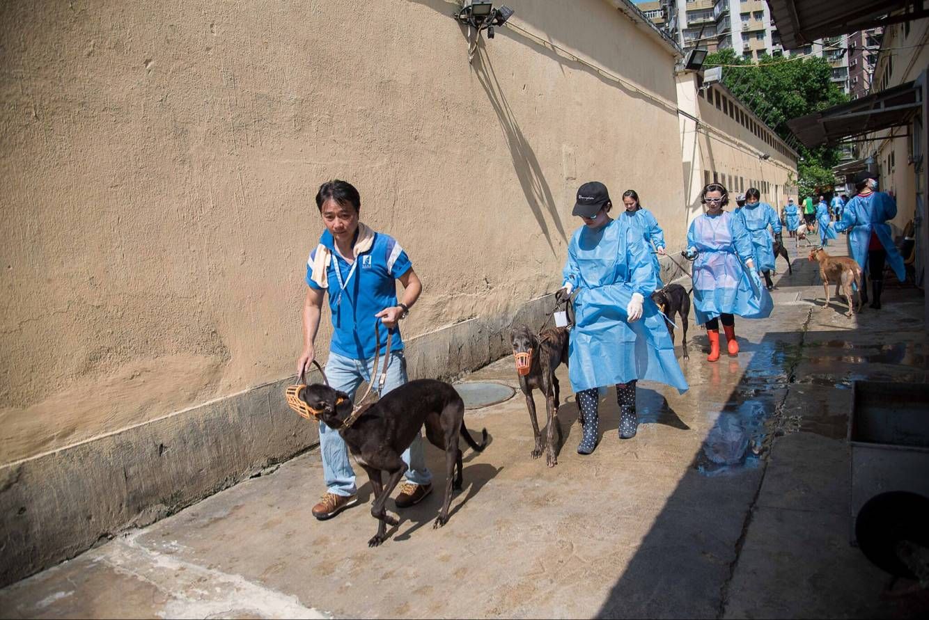 民署聯同多個動保團體照顧格力犬