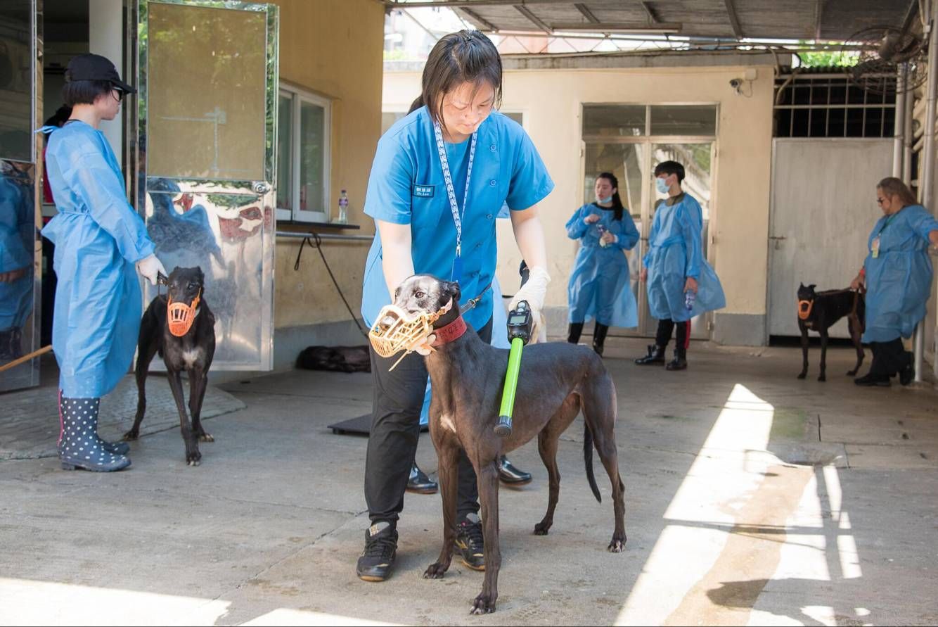 民署聯同多個動保團體照顧格力犬