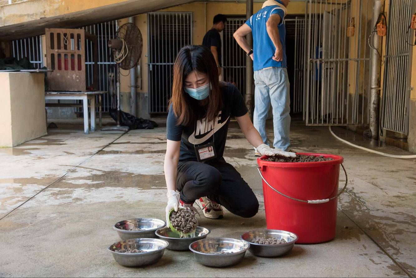 民署聯同多個動保團體照顧格力犬