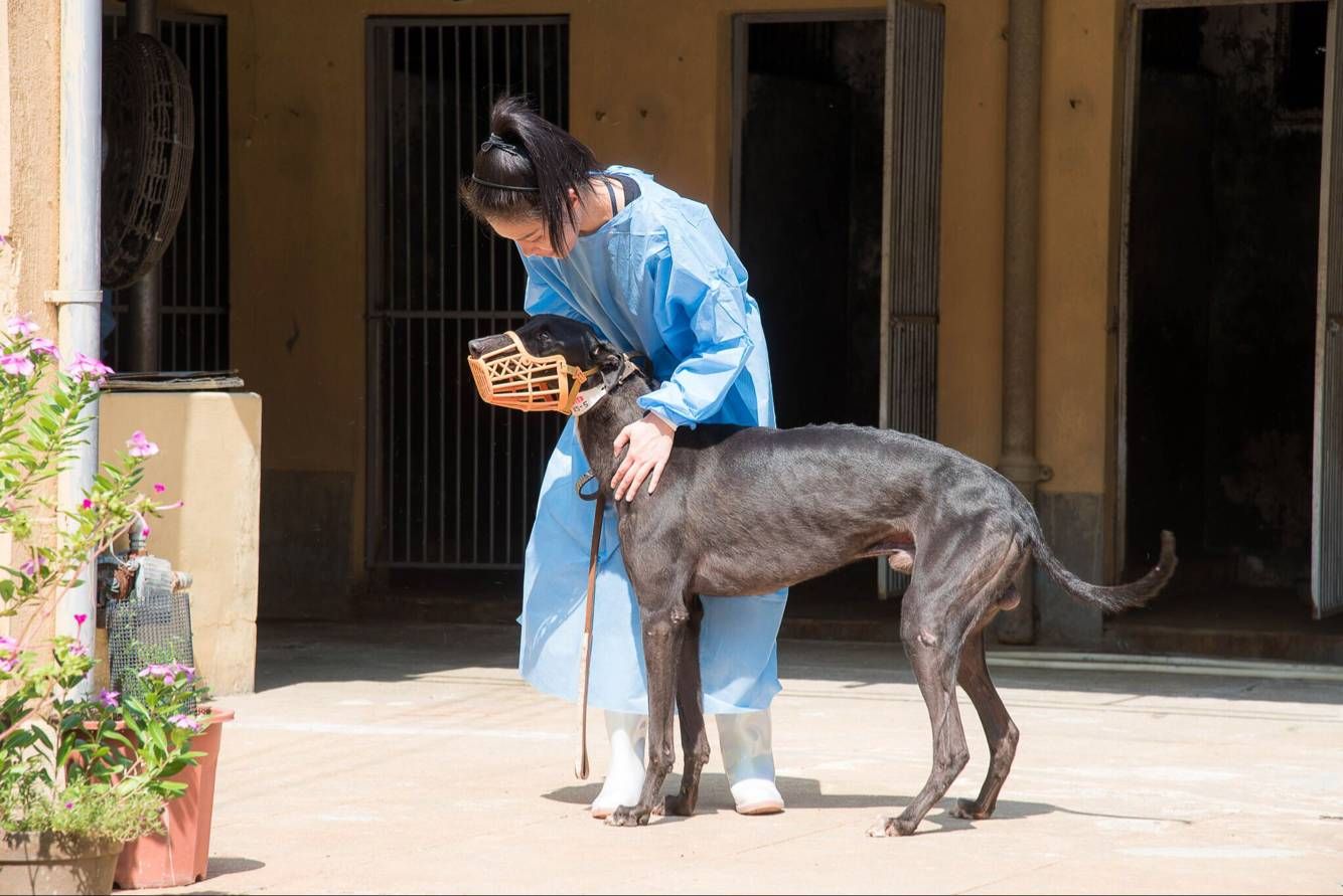 民署聯同多個動保團體照顧格力犬