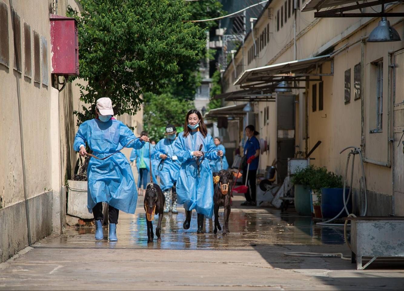 民署聯同多個動保團體照顧格力犬