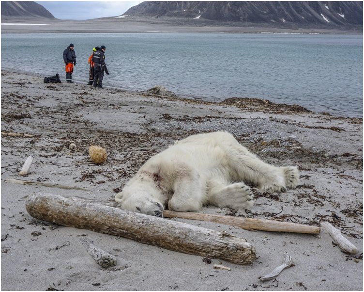 有片！挪威島北極熊襲擊保安員慘遭擊斃