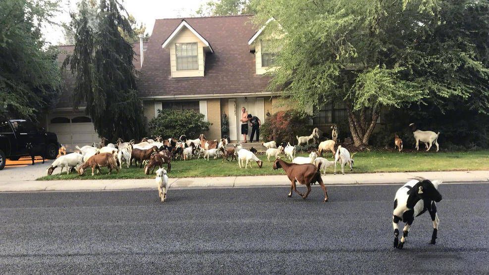 逾百隻山羊出逃佔領街道