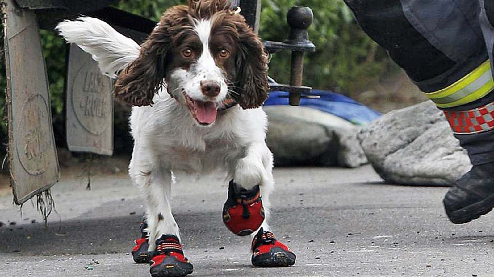 瑞士警促為狗狗穿鞋