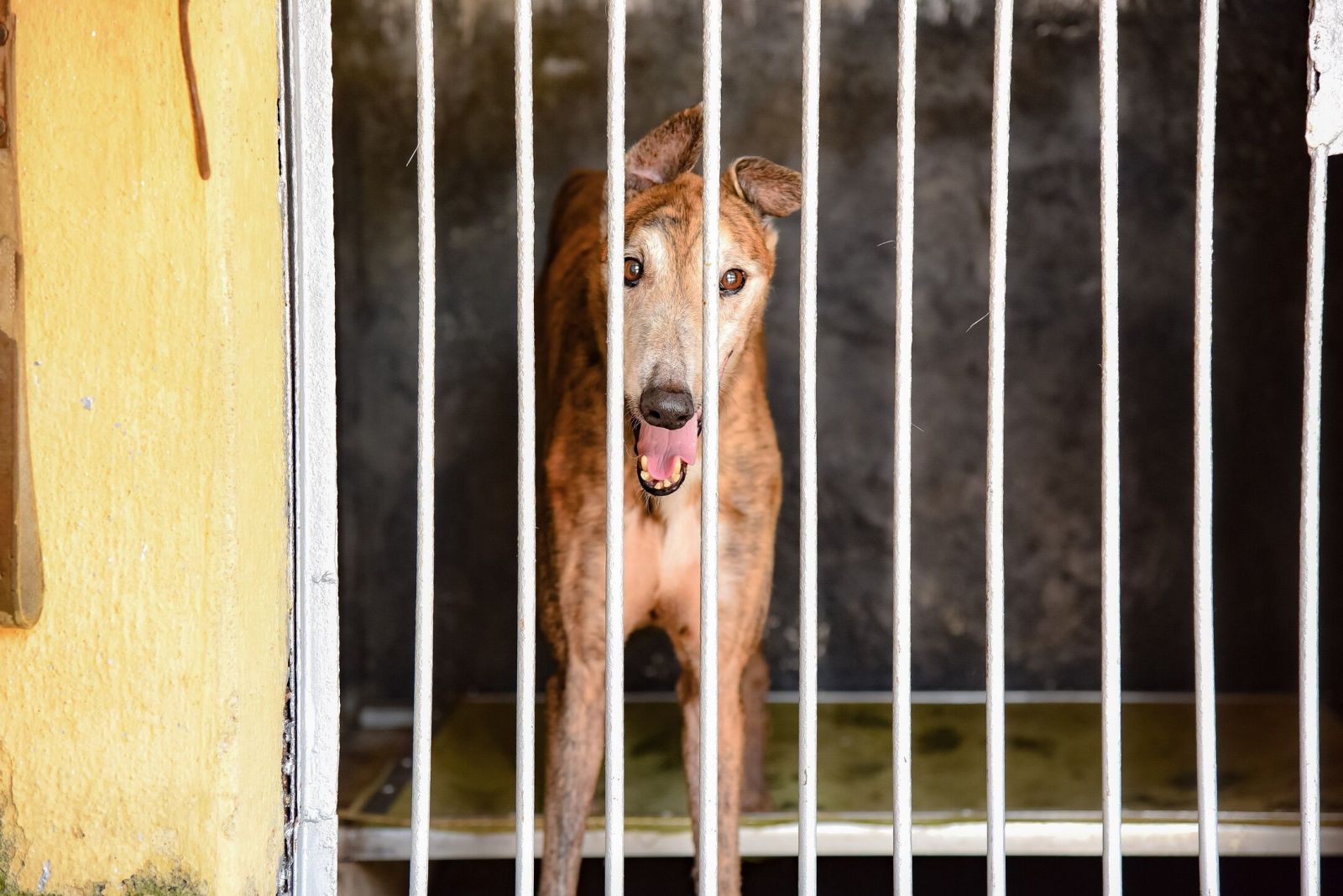 民署強調狗場內格力犬得到適切照顧