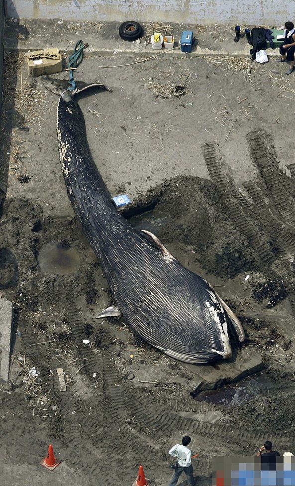 ​日本首次發現藍鯨屍體 死因待查