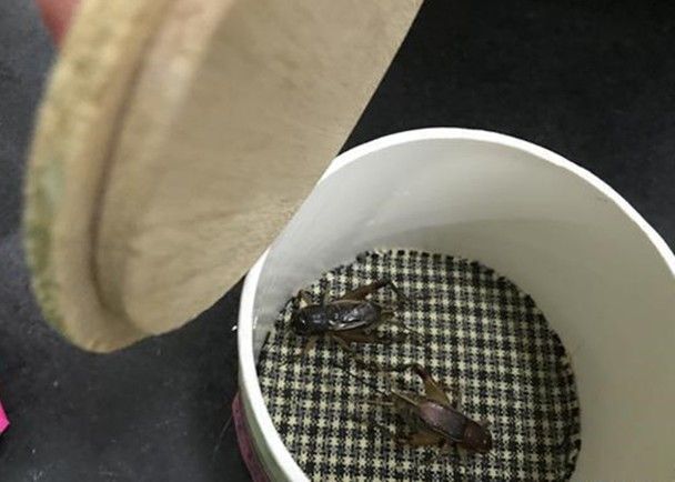 本澳男帶12隻活蟋蟀入境珠海被截