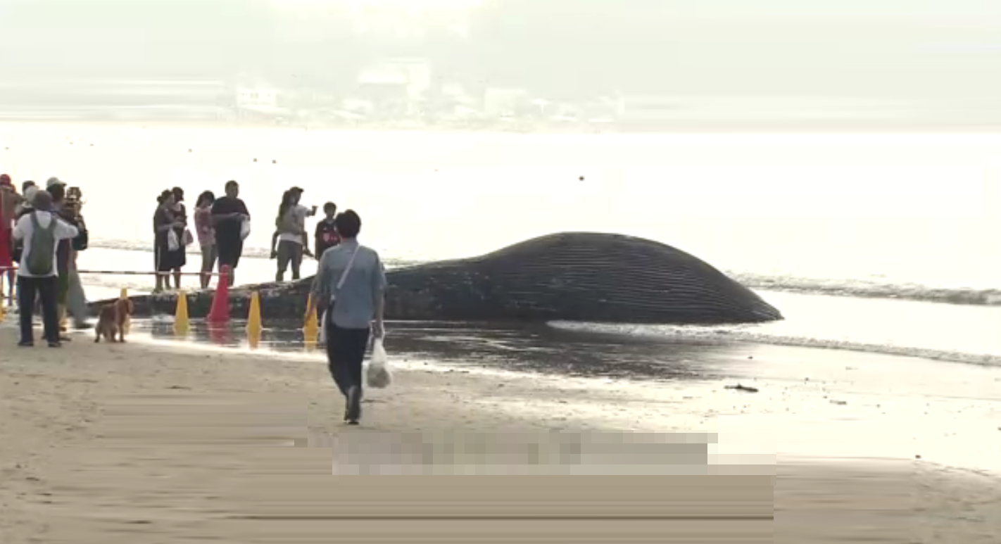 ​日本首次發現藍鯨屍體 死因待查