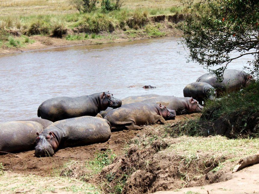 兩華客遭肯尼亞河馬襲擊1死1傷