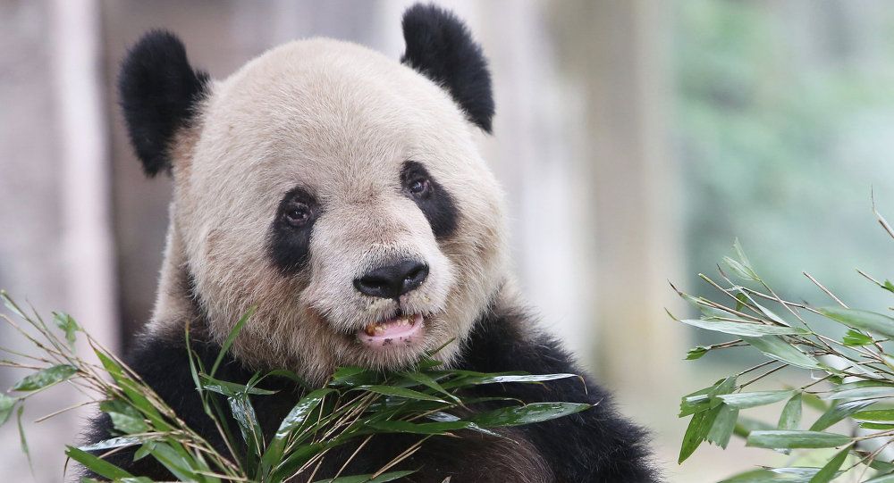 中國野生大熊貓數量突破1,800隻