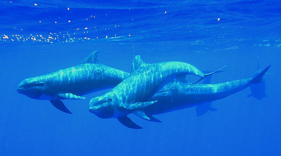 科學家首次發現野生「半鯨半豚」