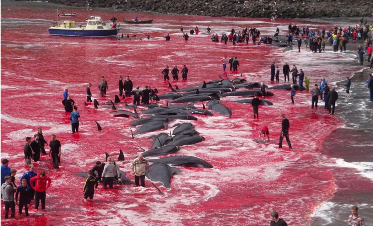 鯨血染紅丹麥法羅群島海灣