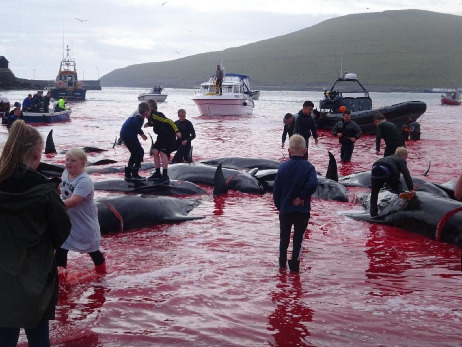 鯨血染紅丹麥法羅群島海灣