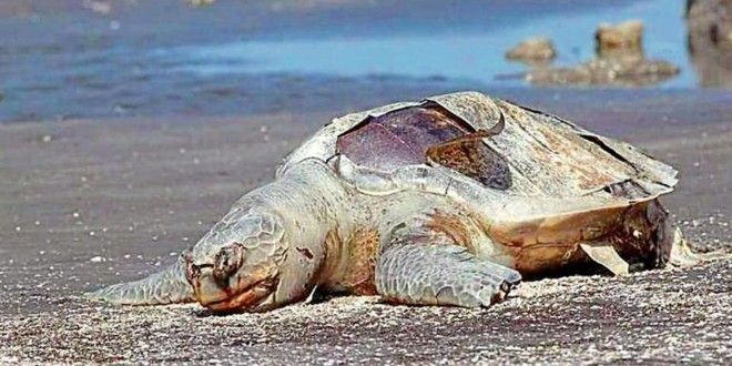 【傷痕累累】122隻海龜伏屍墨西哥海灘
