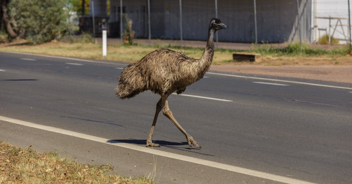 【難耐旱災】澳洲鴕鳥湧入城鎮覓食水