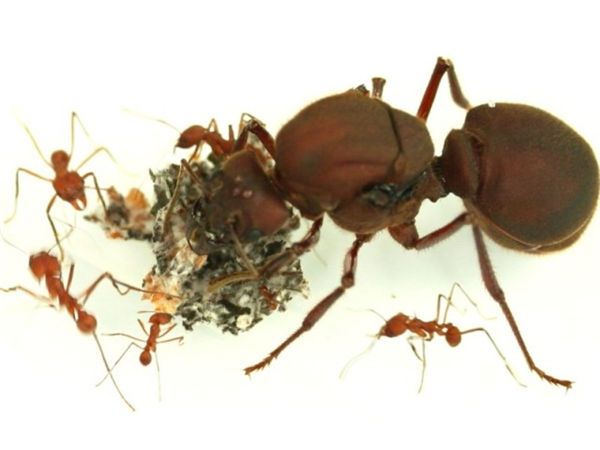 旅客帶逾300隻發霉蟻屍入境溫州被截