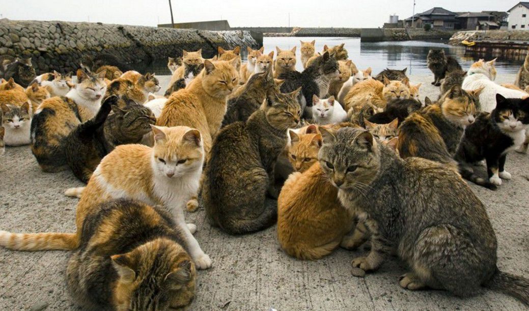 日「貓島」210隻貓下月齊結紮