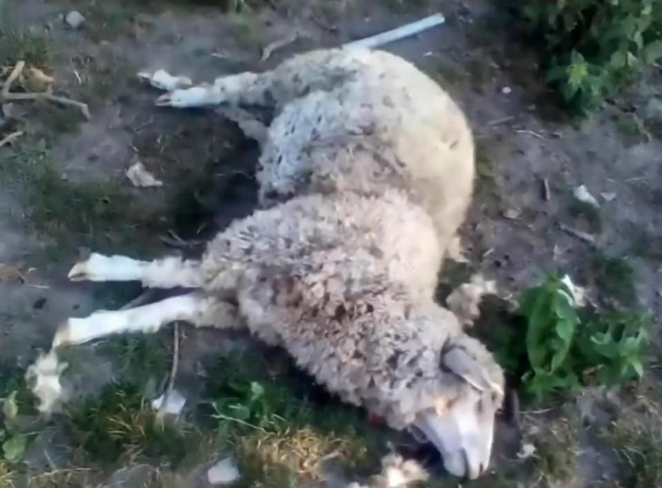 烏克蘭8隻羊血液離奇消失