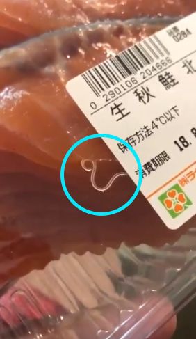 有片！日超市三文魚驚現「生猛」寄生蟲