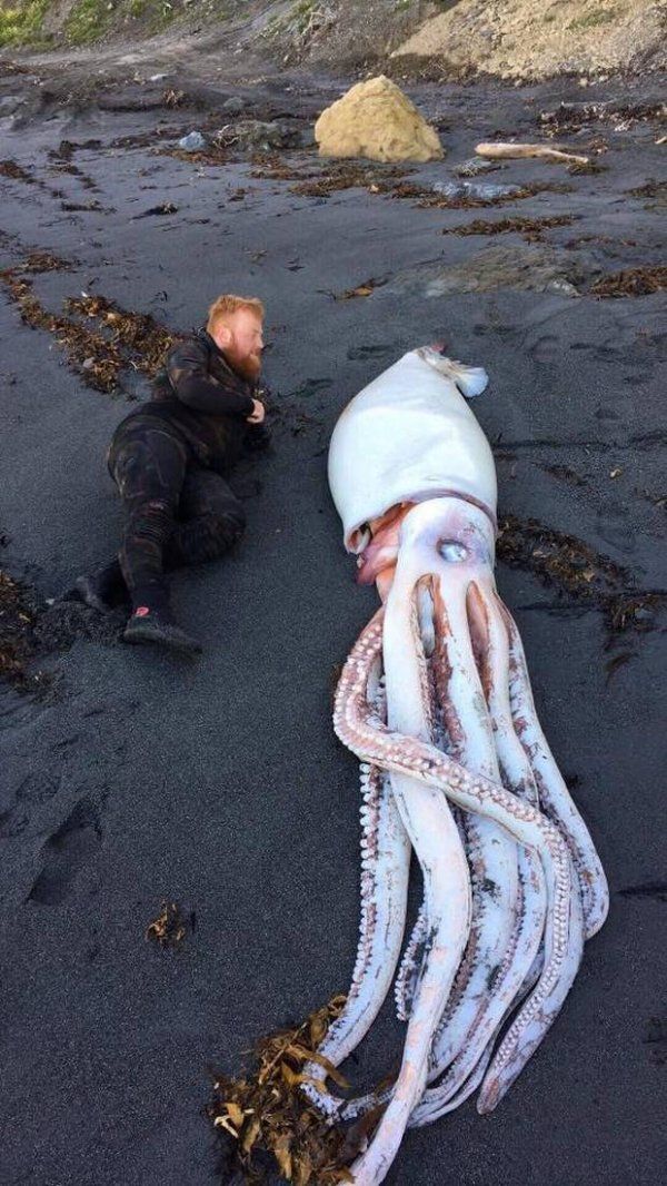 新西蘭海灘驚現4.2米巨型魷魚擱淺
