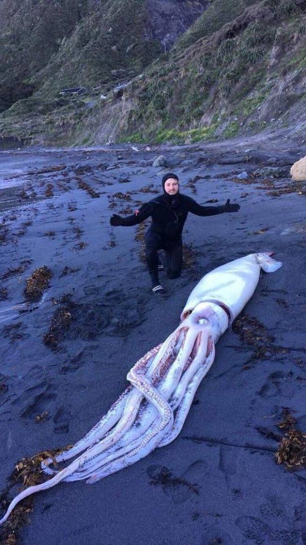 新西蘭海灘驚現4.2米巨型魷魚擱淺
