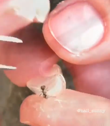【活體美甲】螞蟻被塞入指甲當裝飾