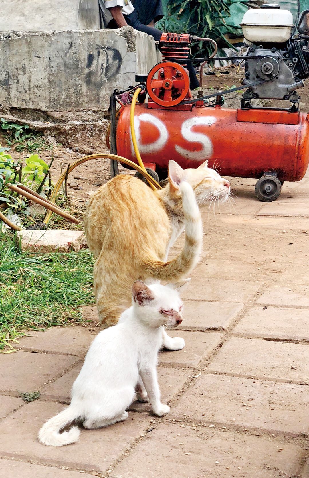 亞運採訪手記——印尼大街小巷都是貓