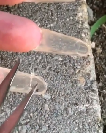 【活體美甲】螞蟻被塞入指甲當裝飾