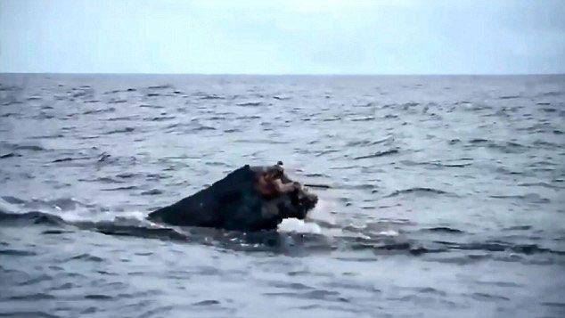 幼鯨帶恐怖傷口海中痛苦等死