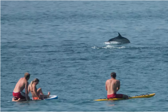 只因一隻海豚發情性騷擾泳客