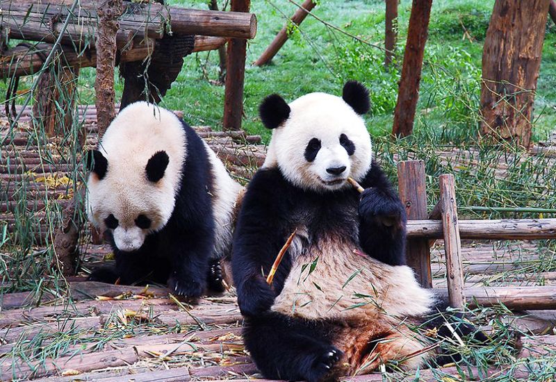 英動物園禁職員穿鮮色衫