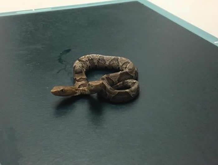 維珍尼亞州出現罕見「雙頭蛇」