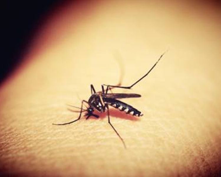 利用基因編輯技術阻蚊繁殖