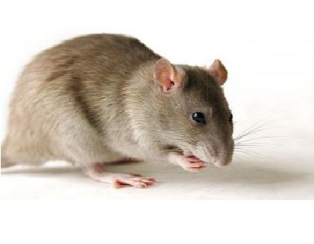 老鼠戊型肝炎傳人個案