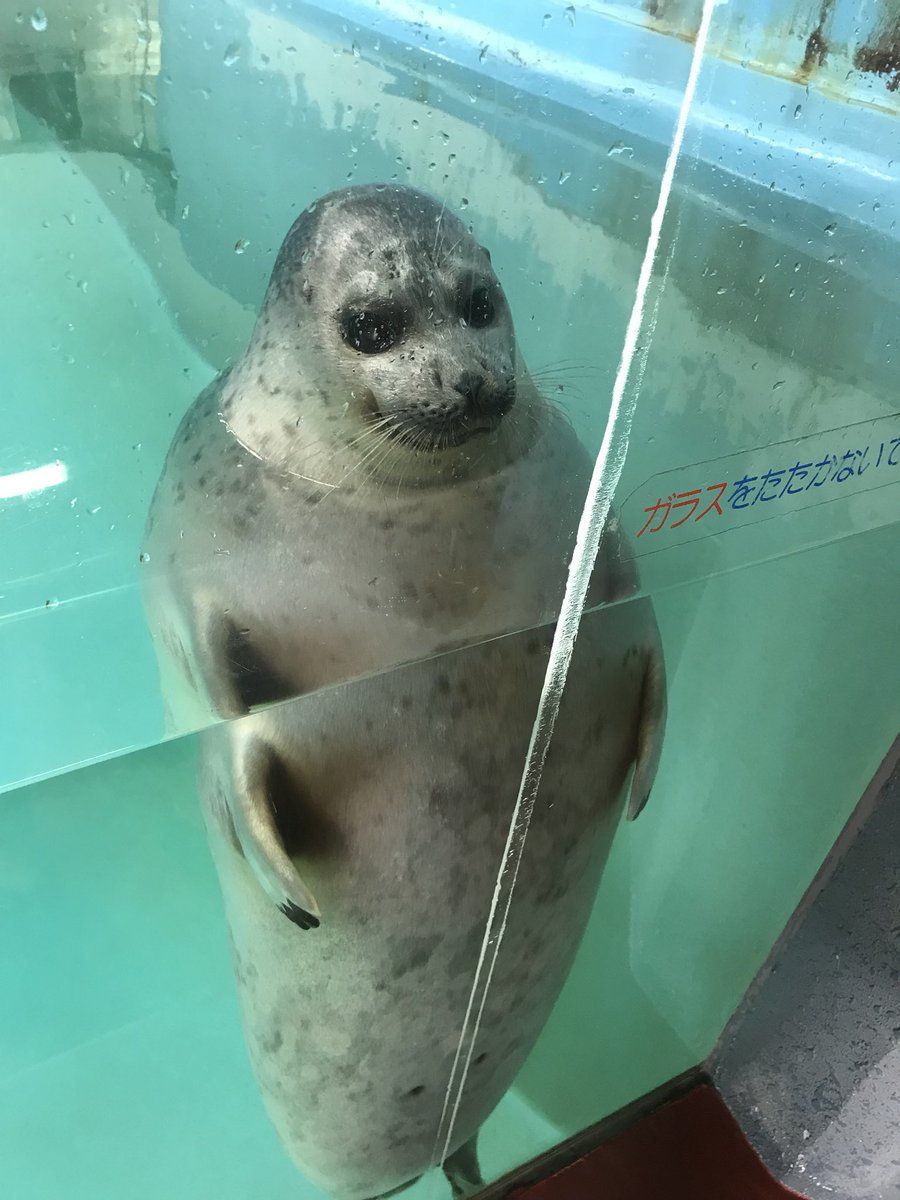 日本水族館海豹哀怨眼神令人心寒